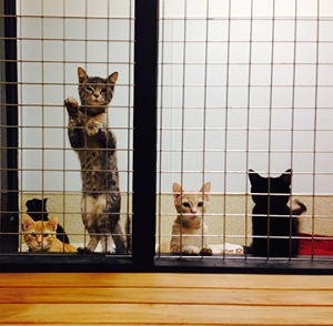 Kitten Attrium